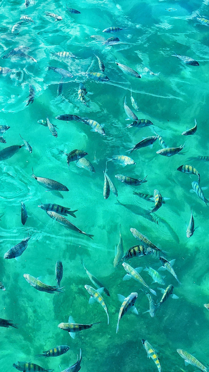 Passeios em Ilha Grande: o Guia dos Melhores Roteiros de Barco (2026)