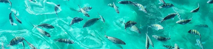 Pacotes de Viagem para Ilha Grande: Qual Escolher? (2026)
