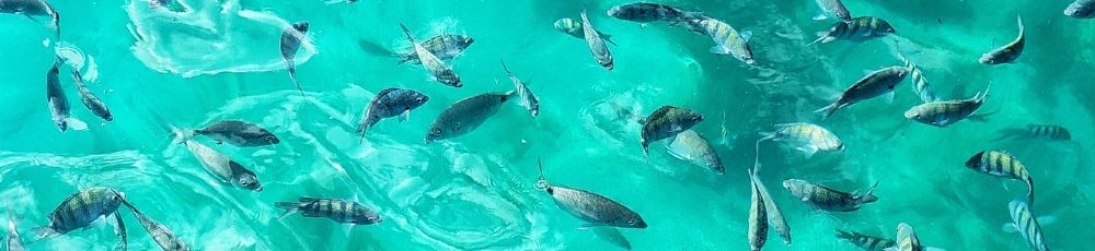 Paquetes de Viaje a Ilha Grande: ¿Cuál Elegir? (2026)