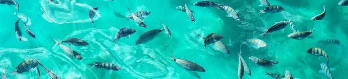 New Tourism Tax in Angra dos Reis and Ilha Grande: understand the TTS rules in 2026