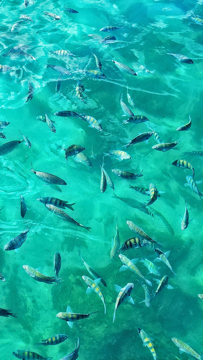 Peixes na Lagoa Azul, Ilha Grande — o mar transparente das praias da ilha
